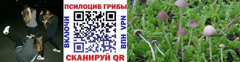закладка  Харовск  Псилоцибиновые грибы GOLDEN TEACHER 